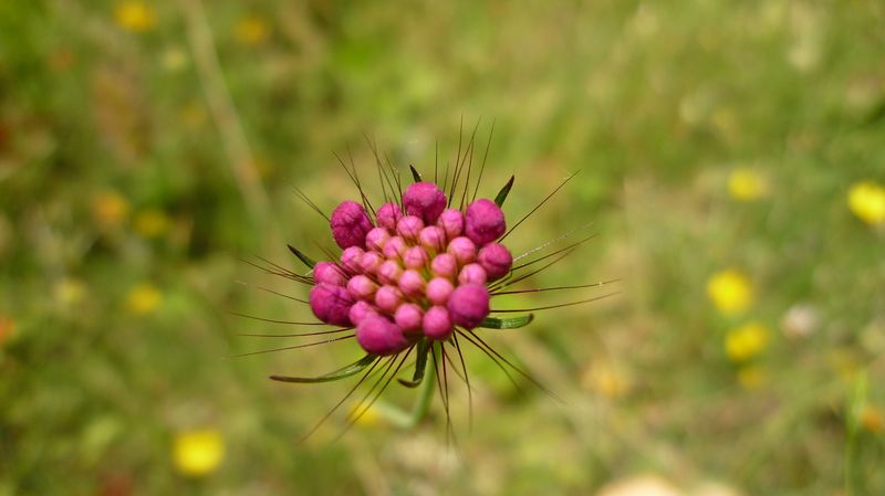 Forse Knautia sp? no, Scabiosa sp.